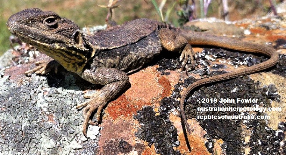 TAWNY DRAGON Ctenophorus decresii
